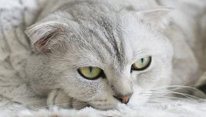 Kaiyun官方登录入口-马赛新援闪耀欧洲赛场，成为球队新核心，马赛联赛