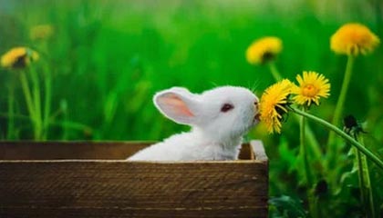 Kaiyun官方登录入口-马赛新援闪耀欧洲赛场，成为球队新核心，马赛联赛